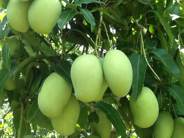 cay-xoai-4