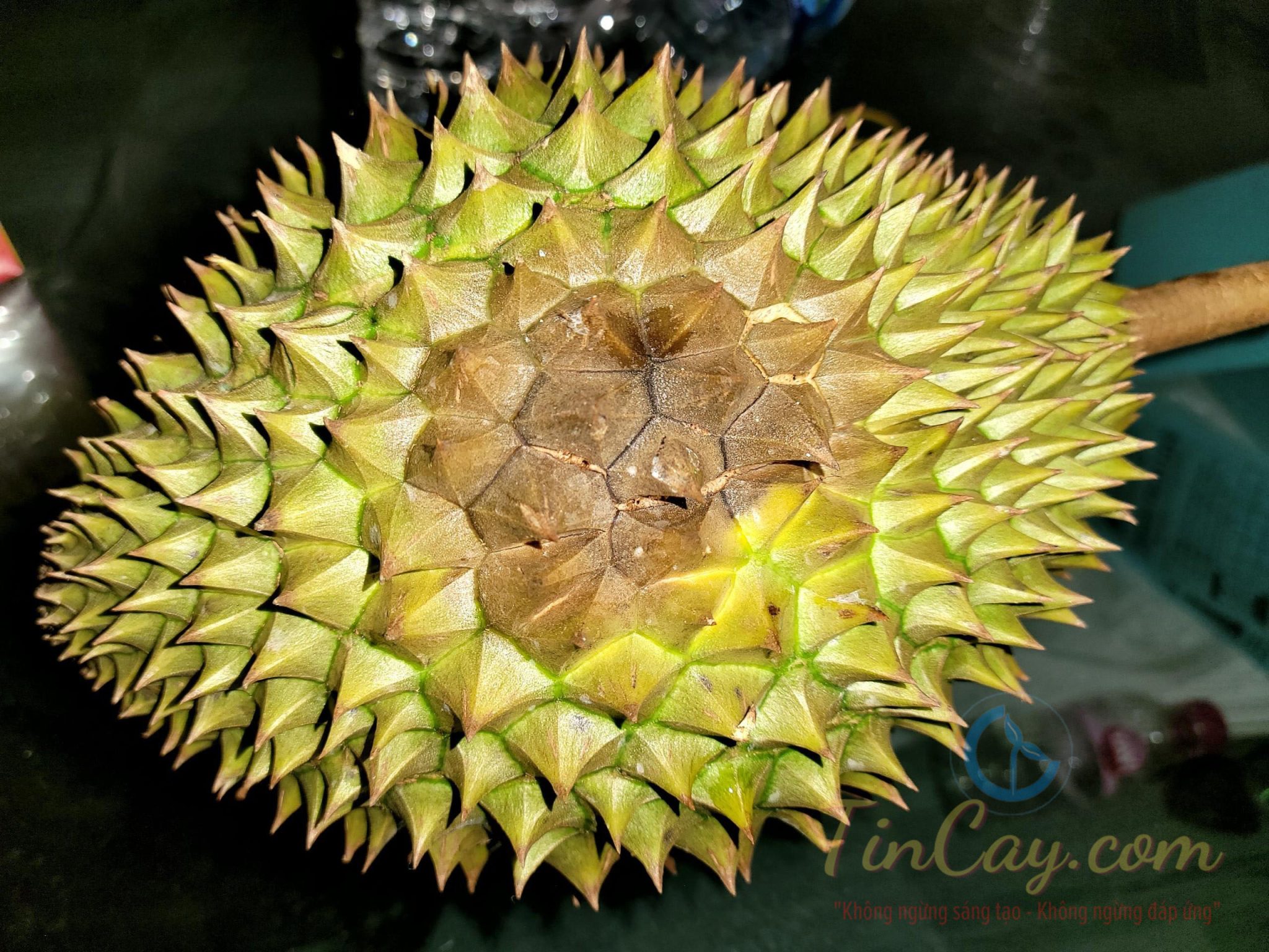 giai-phap-phong-benh-thoi-trai-tren-sau-rieng-01-scaled