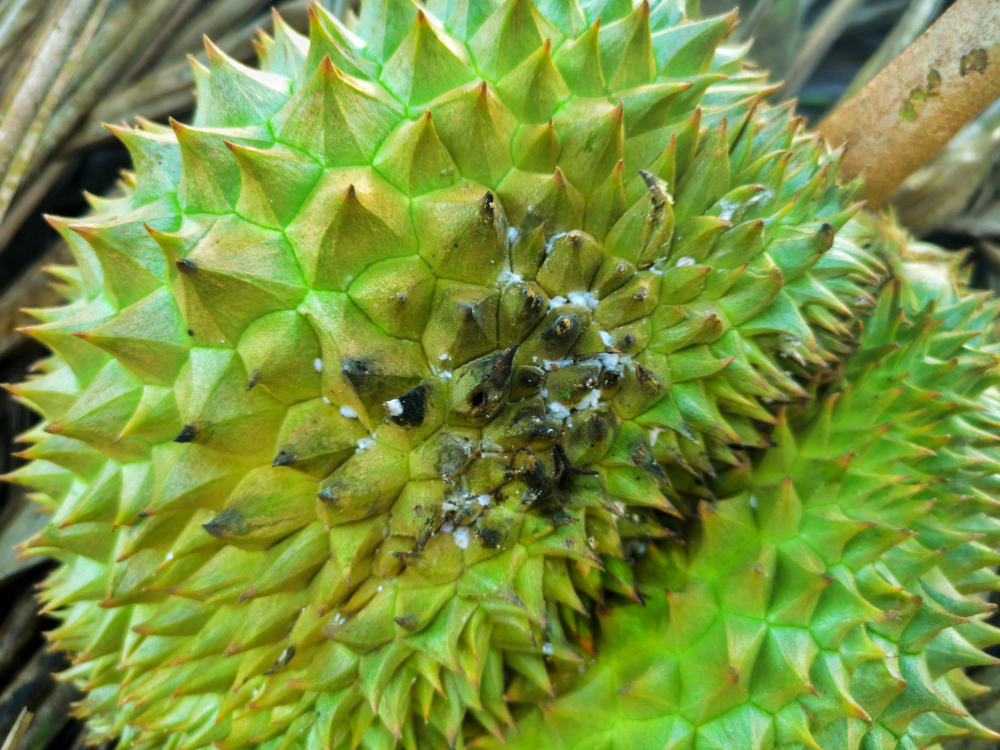 rep-sap-hai-sau-rieng-va-bien-phap-phong-tri-kimnonggoldstar-vn-3